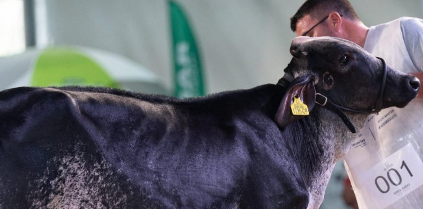 Expo Girolando 2026 vai movimentar Barra Mansa e destacar a força do agronegócio leiteiro